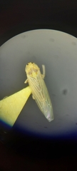 Cicadellidae