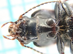 Harpalus distinguendus