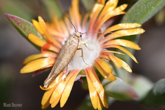 Delosperma fredericii