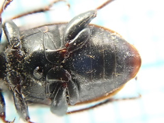 Harpalus distinguendus