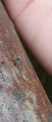 Maeota dichrura