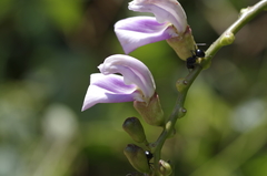 Polyrhachis spinicola