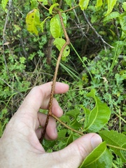 Celastrus subspicatus