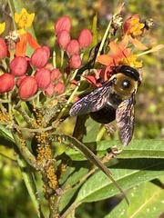 Xylocopa virginica