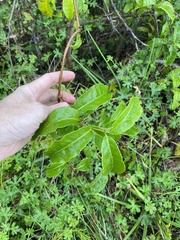 Celastrus subspicatus