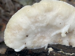 Cerrenaceae