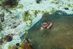 Hypanus berthalutzae