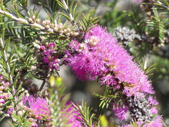 Melaleuca wilsonii