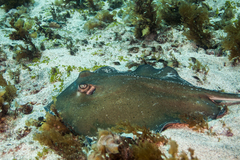 Hypanus berthalutzae