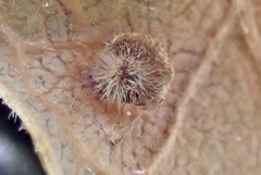 Neuroterus argentatus