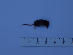 Sorex hoyi