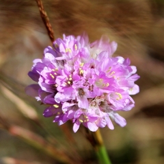 Armeria sampaioi