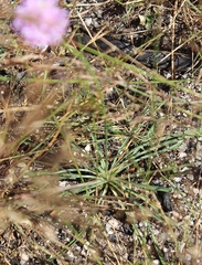 Armeria sampaioi