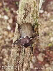 Pelidnota chalcothorax