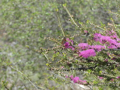 Melaleuca wilsonii