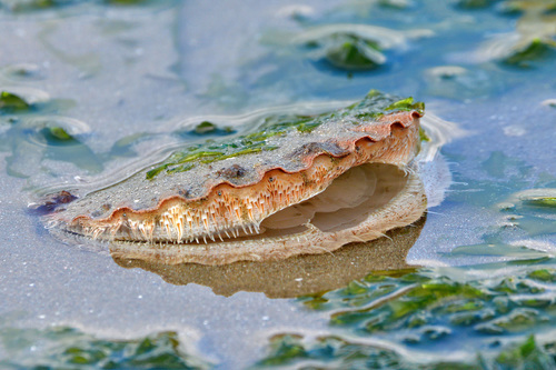 Pecten maximus