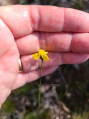 Xyris stenotera