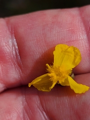 Xyris stenotera