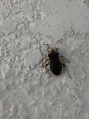 Anasa scorbutica