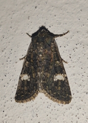 Polymixis serpentina