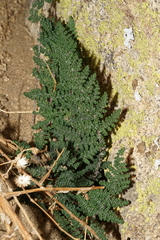 Myriopteris covillei