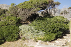 Sideroxylon inerme inerme
