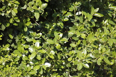 Sideroxylon inerme inerme