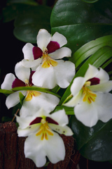 Miltoniopsis
