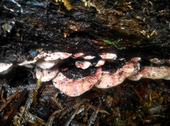 Rhodofomitopsis feei