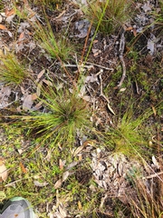 Xyris stenotera