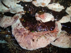 Rhodofomitopsis feei