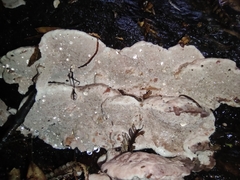 Rhodofomitopsis feei