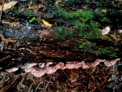 Rhodofomitopsis feei