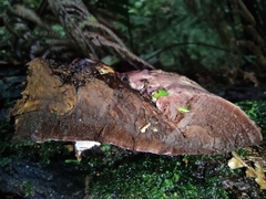 Rhodofomitopsis feei