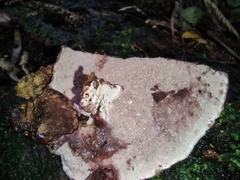 Rhodofomitopsis feei