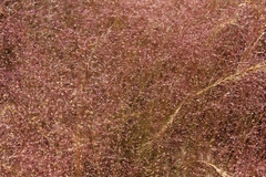 Agrostis delicatula
