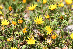 Cuspidia cernua cernua