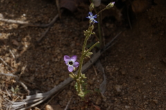 Gilia cana