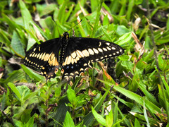 Papilio polyxenes americus