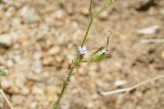 Gilia cana