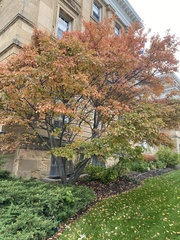 Parrotia