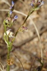 Gilia cana
