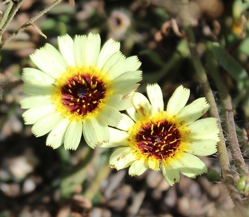 Hispidella hispanica Barnadez ex Lam.