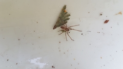 Anyphaena