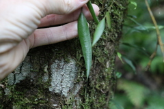 Dendrobium pugioniforme