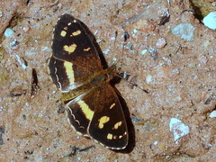Telenassa berenice