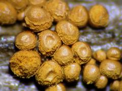 Hemitrichia abietina