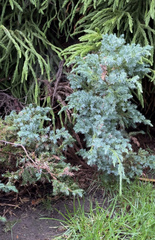 Juniperus squamata