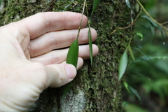 Dendrobium pugioniforme
