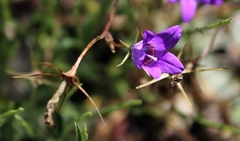 Campanula lusitanica